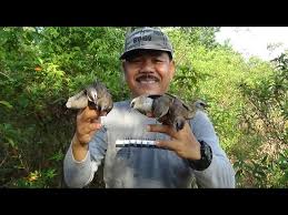 Check spelling or type a new query. Download Jebakan Burung Trucukan Menggunakan Pulut Mp3 Mp4 3gp Flv Download Lagu Mp3 Gratis