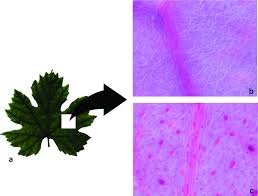 Image result for Tetranychidae grapevine