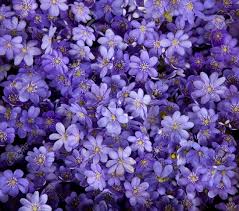 Purple flower bougainvillea frame on soft pink background valentine and wedding card concept. Purple Flowers Texture Closeup Stock Photo Picture And Royalty Free Image Image 13174893