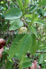 Image result for Ximenia