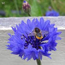 Pollinating Bachelor S Button Bachelor Button Flowers Annual Flowers Bachelor Buttons