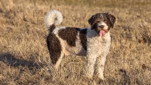 Brown portuguese water dog colors. Spanish Water Dog Full Profile History And Care