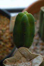 Seedlings, however, are a bit more sensitive and can suffer sunburn. Pictures Cactus Dan