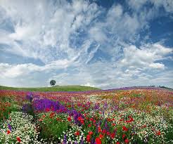 Look At The Birds Of The Air And The Flowers Of The Field Spring Idyll By Ambiaso Landscape Nature Photos Beautiful Landscapes