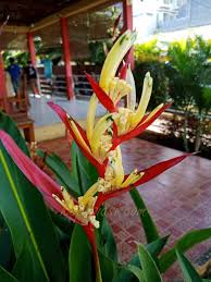 Ikan gabus atau channa atau juga snakehead ini mempunyai penggemar yang banyak. Bunga Heliconia Si Cantik Penyerap Polutan Udara