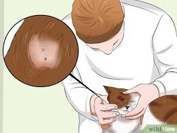 3 Ways To Tell If A Cat Has Rabies Wikihow