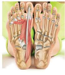 It occupies most of the oral cavity and oropharynx. Foot And Ankle Anatomy Bones Muscles Ligaments Tendons