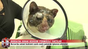 Bursa Da Kediyi Canli Canli Yaktilar Youtube