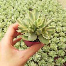 Image result for Crassula granvikii