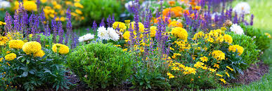 Tomatoes grow better with carrots, but may stunt the carrots' growth. Companion Planting Central Otago Zones