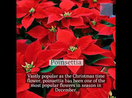 If a fruit is shipped, chilled for transportation or not available in abundance, the cost will rise significantly. Lyndhurst Florist December Seasonal Flowers Youtube