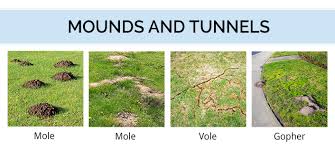 Getting rid of gophers requires the persistent use of an effective gopher repellent. The Difference Between Moles Voles And Gophers