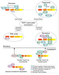 203 likes · 4 talking about this · 1 was here. Cancers Free Full Text Telomerase Biogenesis And Activities From The Perspective Of Its Direct Interacting Partners Html