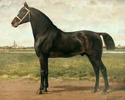 1898 Lithograph Of The Groningen Horse A Dutch Horse Breed Developed For Light Draft And Agricultural Work It Is Closely Horse Breeds Horses Warmblood Horses