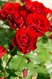 All i can say is that, the flowers are indeed the most beautiful thing created by god. Beautiful Flower Red Rose In Flower Garden Stock Photo Picture And Royalty Free Image Image 57200075