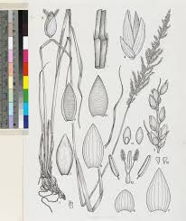 Image result for Setaria lindenbergiana