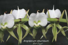 Image result for Angraecum conchiferum
