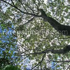 Image result for Erythrina fusca