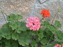 We did not find results for: Pelargonium Wikipedia
