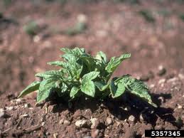 If your soil is dense, heavy and compacts easily, amend it with organic matter such as compost to loosen it while also improving fertility. Backyard Gardener Growing Irish Potatoes March 17 2021