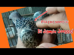 Ciri tekukur klantan / ciri tekukur klantan : Deo0pl3acbd1cm