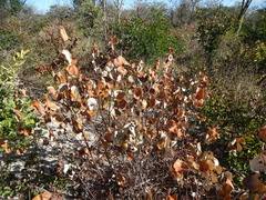 Image result for Ozoroa pwetoensis