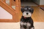 Poodle Schnauzer Mix Breed Dog Information and Characteristics