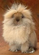 We did not find results for: 78 Foto Gambar Kelinci Lion Head Kekinian