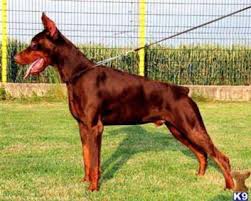 100% full blood european doberman for sale, eastern european doberman. Doberman Pinscher For Sale Hoobly Classifieds Doberman Pinscher Miniature Schnauzer Puppies Dog Breeds