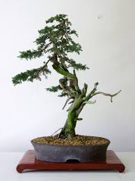 ver las imagenes de origen bonsai bonsai garden bonsai tree