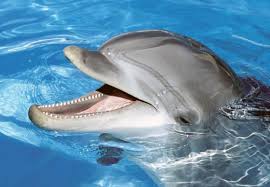 Da sempre il bagno delfino è il paradiso per tutti i golosi, dal mattino fino a sera. Zoomarine Torvaianica La Feroce Protesta Degli Animalisti Cetaceans World