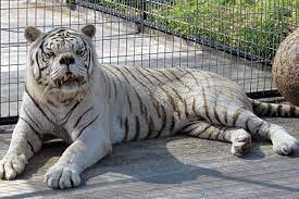 14 Beautiful Pictures Of Animals With Down Syndrome Mundo En In 2020 Weird Facts Fun Facts Animals Beautiful