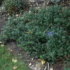 Image result for Clutia paxii