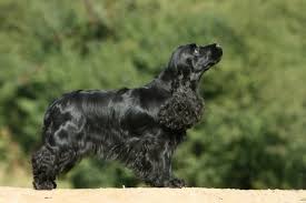 Image result for anglický kokršpaněl