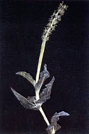 Image result for Potamogeton richardii