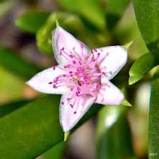 Image result for Sesuvium portulacastrum
