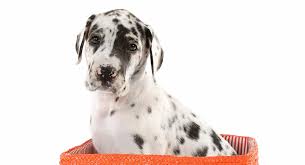 • png images have a transparent background • excellent image quality that can be used digitally or printed • 300dpi png clipart, images are about 8. Harlequin Great Dane Their Amazing Colors And Patterns
