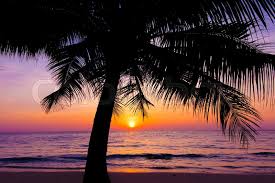 Check spelling or type a new query. Sunset Landscape Beach Sunset Palm Stock Image Colourbox