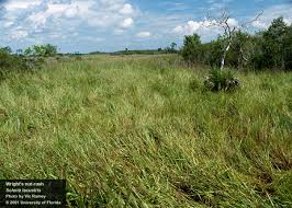 Image result for Scleria lacustris