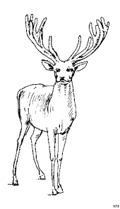 Hirsch Malvorlagen Hirsch Mit Grossem Geweih 2 Ausmalbild Malvorlage Tiere Ideen