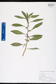 Image result for Hydrolea brevistyla