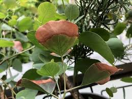 枯れそうになったユーカリ ポポラスは丸坊主で復活する 観葉植物ブログ緑組 植物の育て方