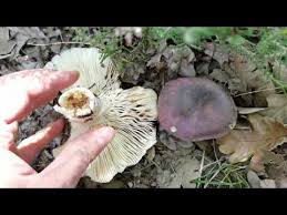 Image result for Russula variata