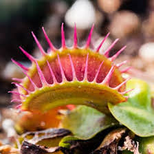 We did not find results for: Plants Seedlings 100 Venus Fly Trap Flower Seeds Dionaea Rare 18 Kinds Carnivorous Amazing Plants Home Garden