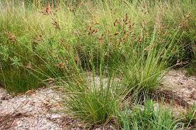 Image result for Fimbristylis squarrosa