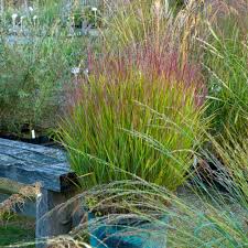 Image result for Panicum graciliflorum