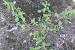 Purple Australian Weeds