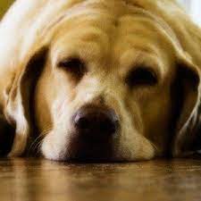 Can I Give My Dog A Sleeping Pill For Restlessness