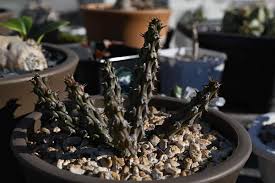 Image result for Euphorbia corniculata