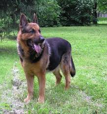 Which Dog Breeds Have The Best Sense Of Smell Top 10 Dog Breeds Shepherd Dog Dogs